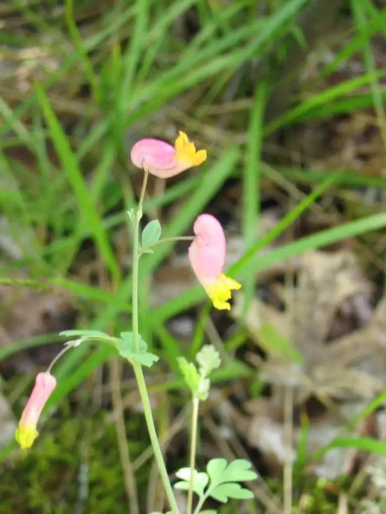 Foto de Capnoides sempervirens - leaves and flowers:National Forest