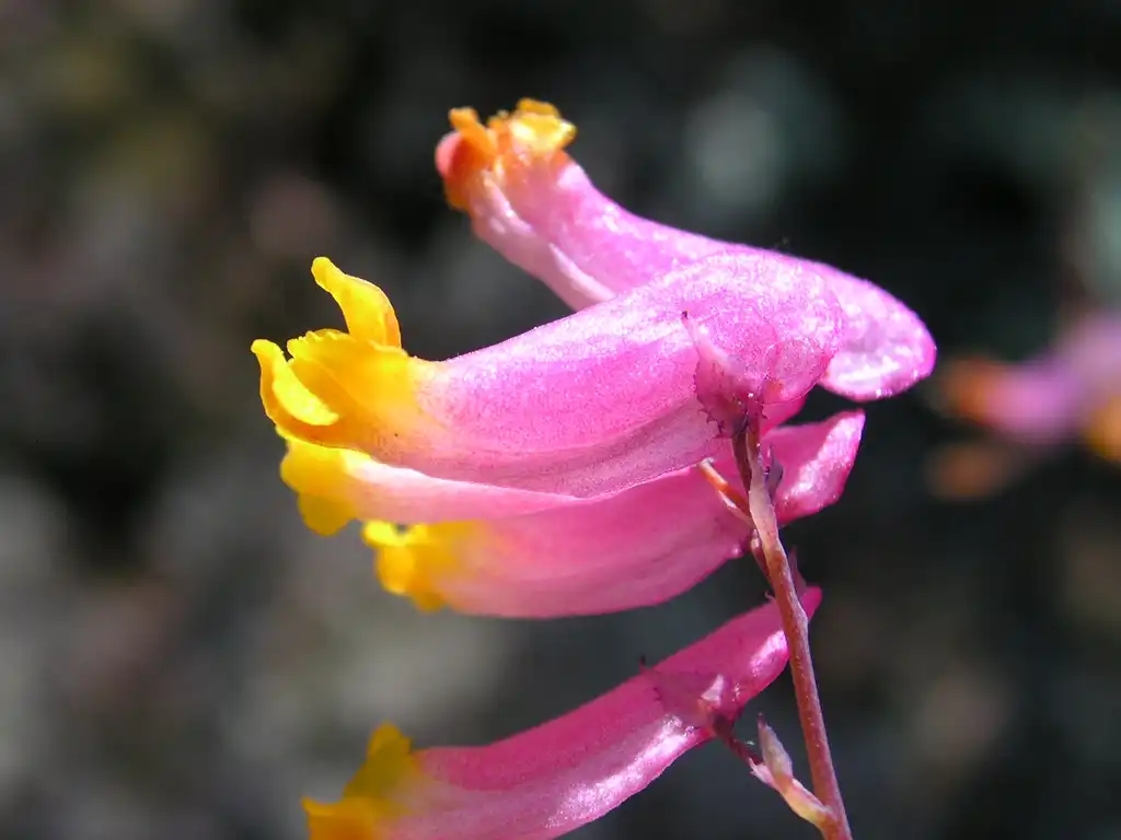 Foto de Capnoides sempervirens - leaves and flowers:Superior National Forest