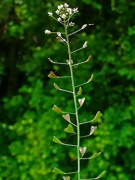 Фото Capsella bursa-pastoris (Capsella bursa-pastoriss)