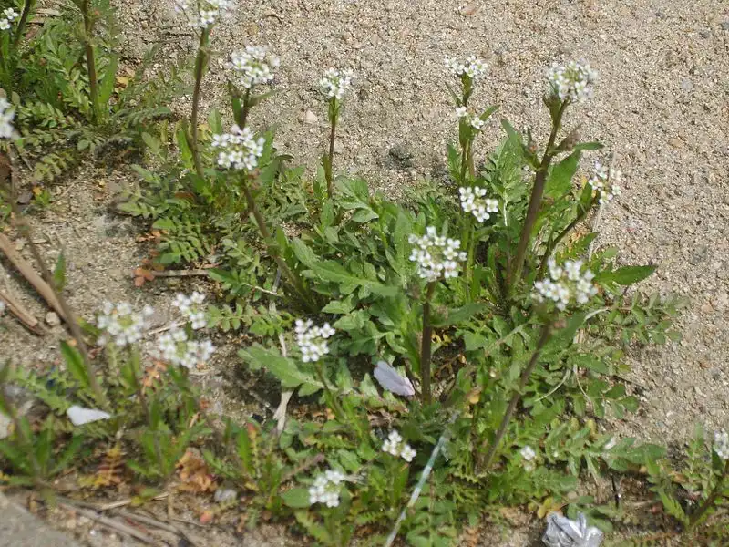 Фото Capsella bursa-pastoris - Form:Dalgial
