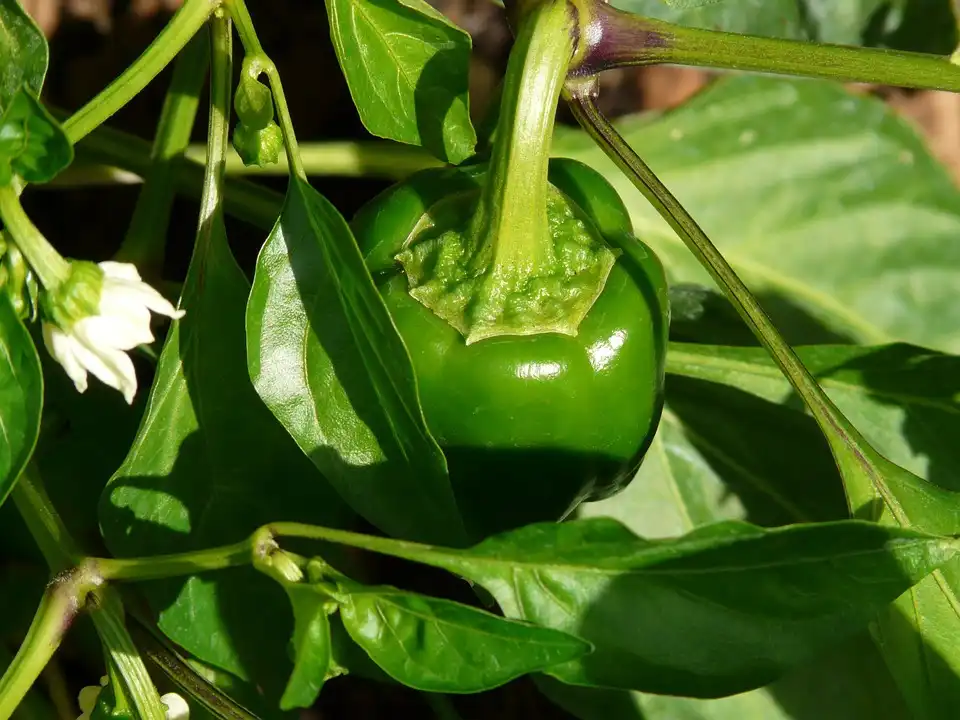 Foto de Capsicum annuum (Grossum Group) (Capsicum annuum (Grossum Group)s)
