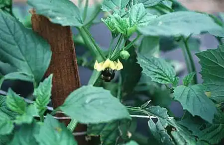 Photo of Capsicum annuum (Longum group) (Capsicum annuum (Longum group)s)