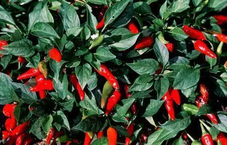 Photo of Capsicum annuum (Longum group) (Capsicum annuum (Longum group)s)
