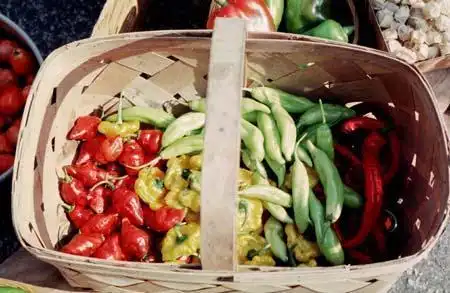 Photo of Capsicum annuum (Longum group) - :