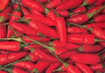 Photo of Capsicum annuum (Longum group) - Fruit:Anna