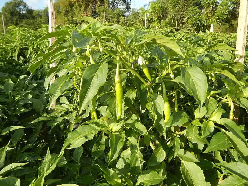 Photo of Capsicum annuum (Longum group) - Plant:Judgefloro