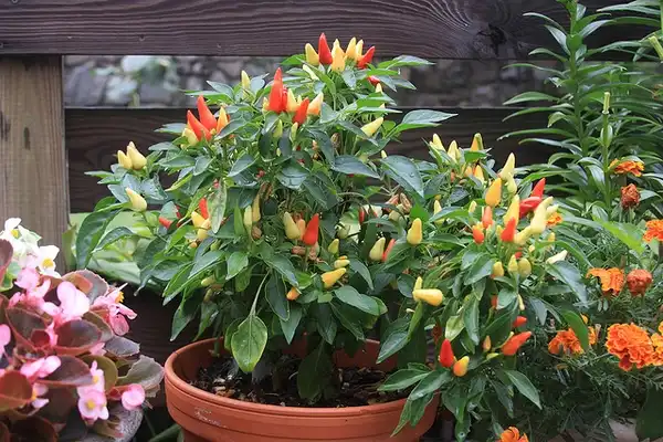 Photo of Capsicum annuum (Capsicum annuums)