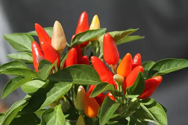 Photo of Capsicum annuum (Capsicum annuums)