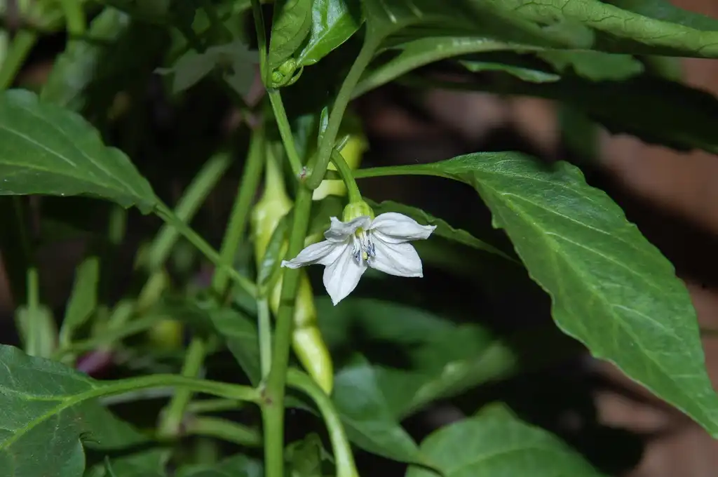 Photo of Capsicum annuum - Flower:Rhondle