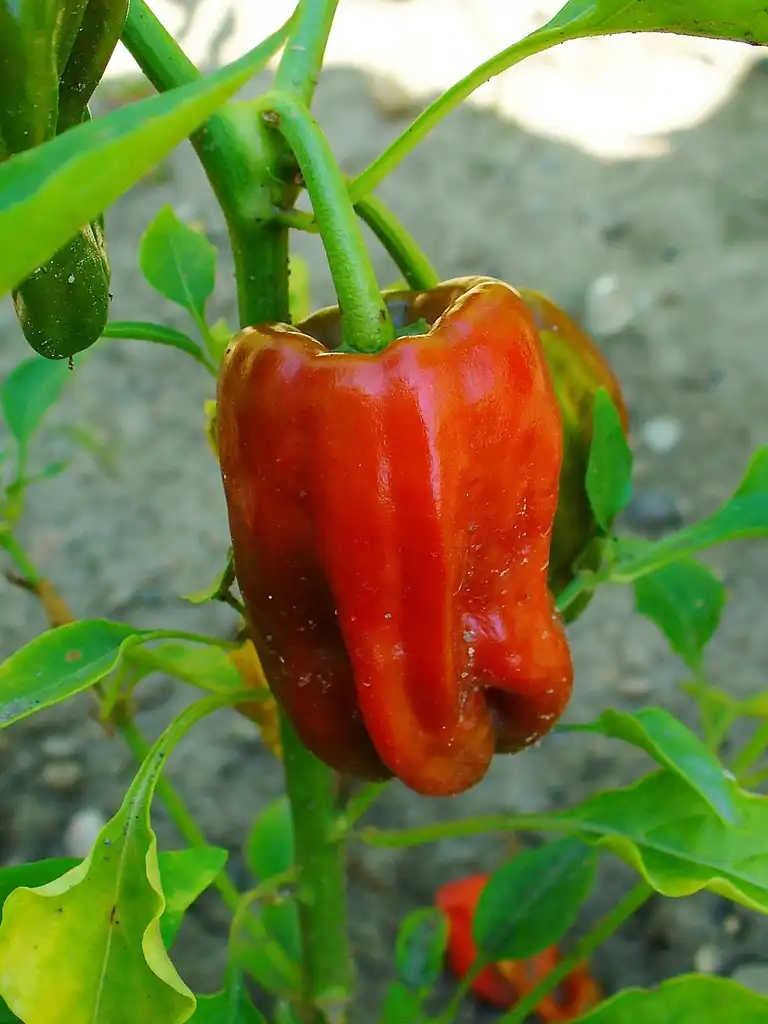 Photo of Capsicum annuum - Pepper:H. Zell