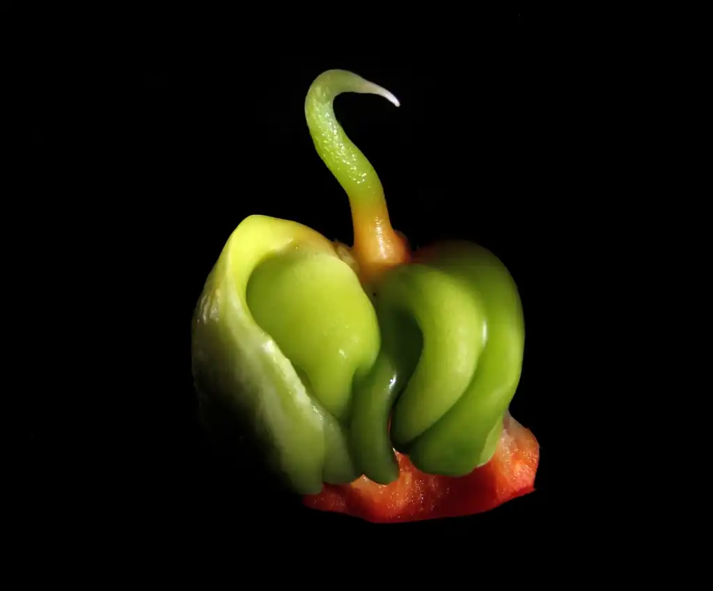 Photo of Capsicum annuum - Fruit:Brocken Inaglory