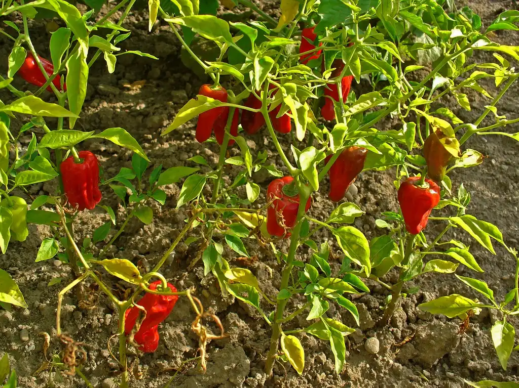 Photo of Capsicum annuum - Fruit Growth:H. Zell