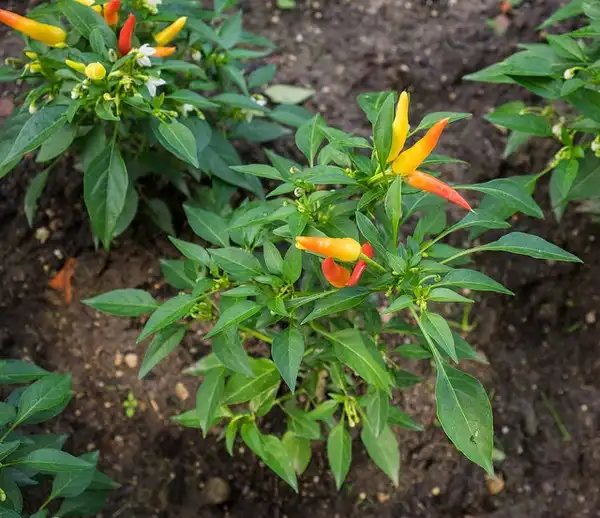 Photo of Capsicum annuum - Form:F. D. Richards