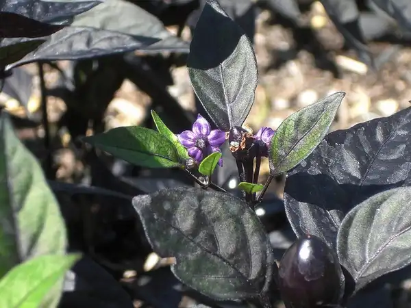 Photo of Capsicum annuum - Leaves:Andrey Zharkikh