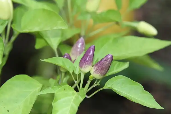 Photo of Capsicum annuum - Leaves:Jim the Photographer