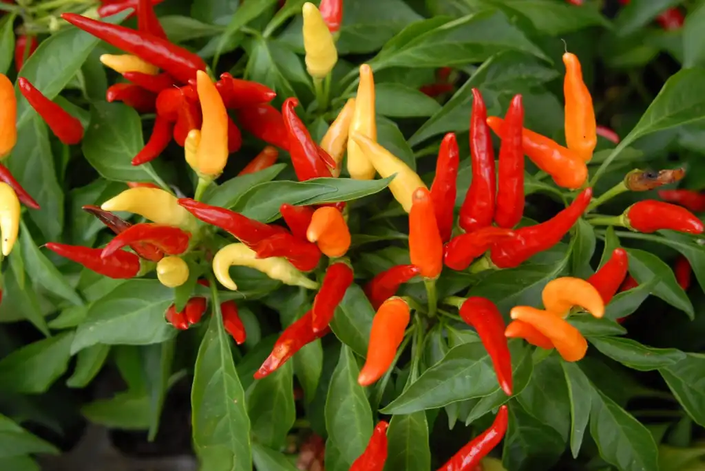 Photo of Capsicum annuum - Capsicum annuum 'Chilly Chili' - peppers growing close up:Jim Lawrence