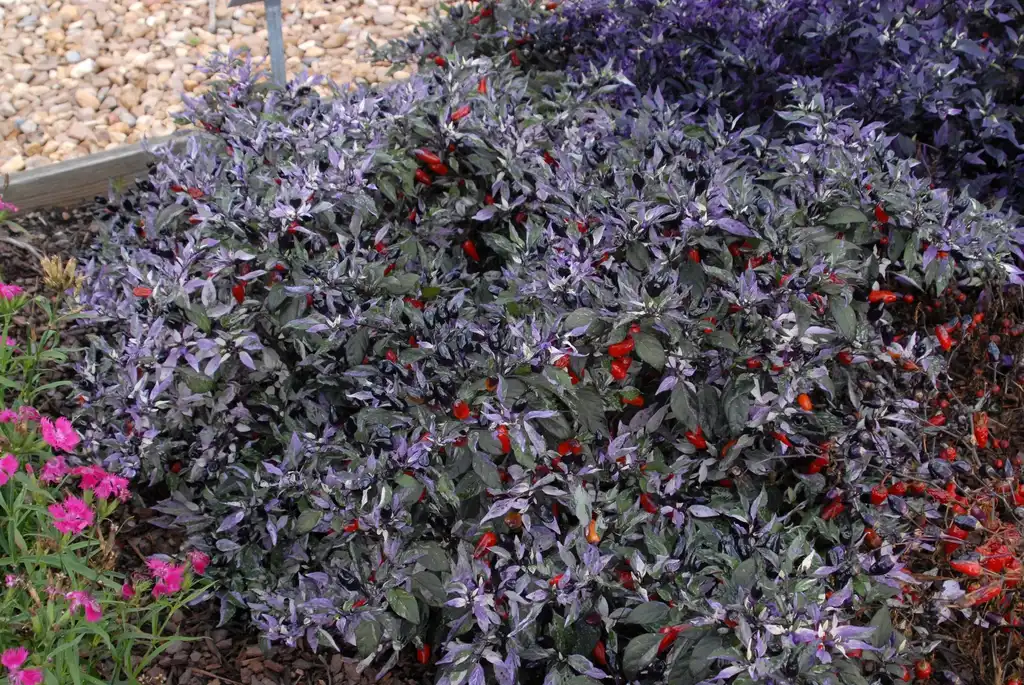 Photo of Capsicum annuum - 'Calico' Full Form:Jim Robbins