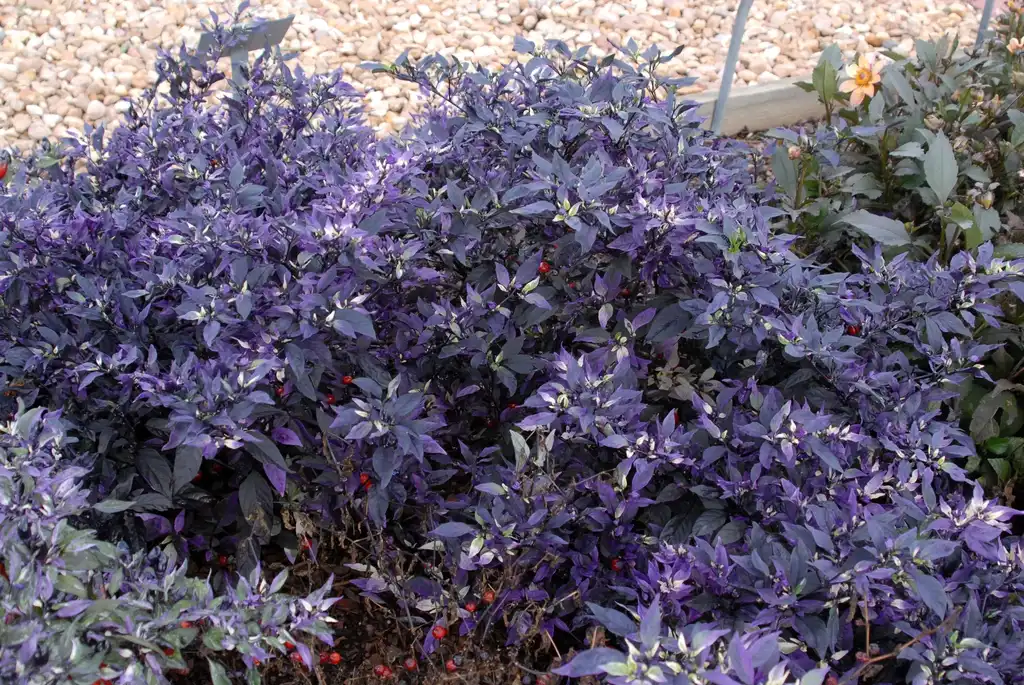 Photo of Capsicum annuum - 'Purple Flash' Full Form:Jim Robbins