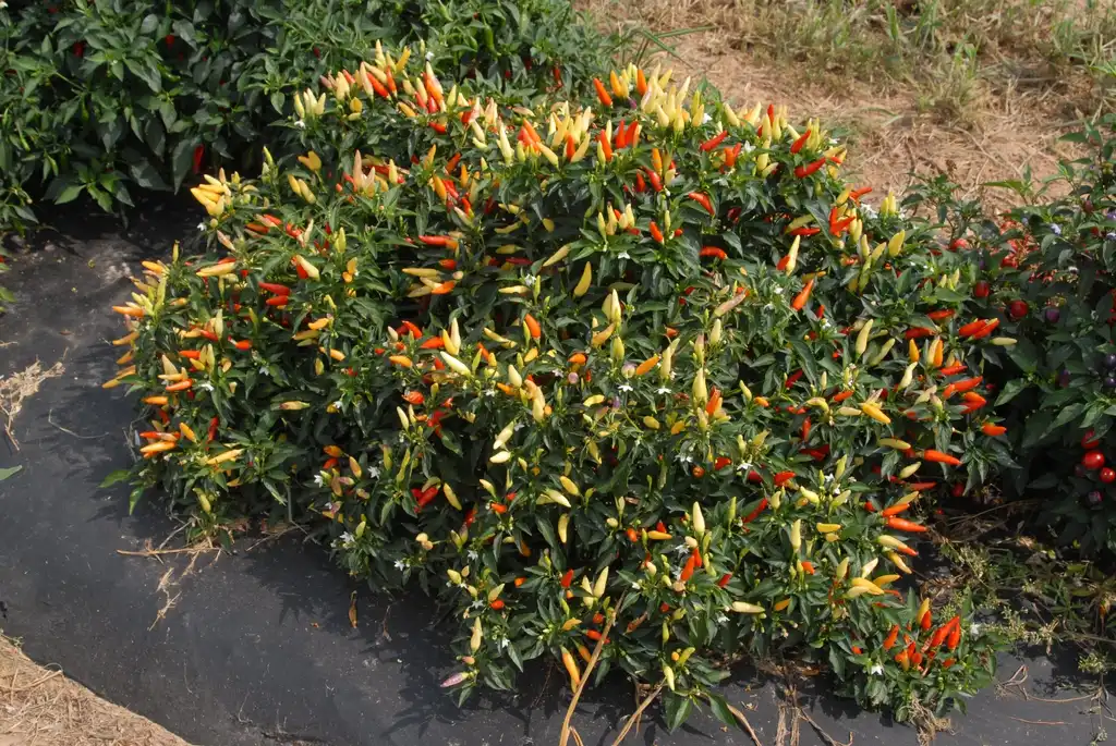 Photo of Capsicum annuum - 'Basket of Fire' Fruit Form:Jim Robbins