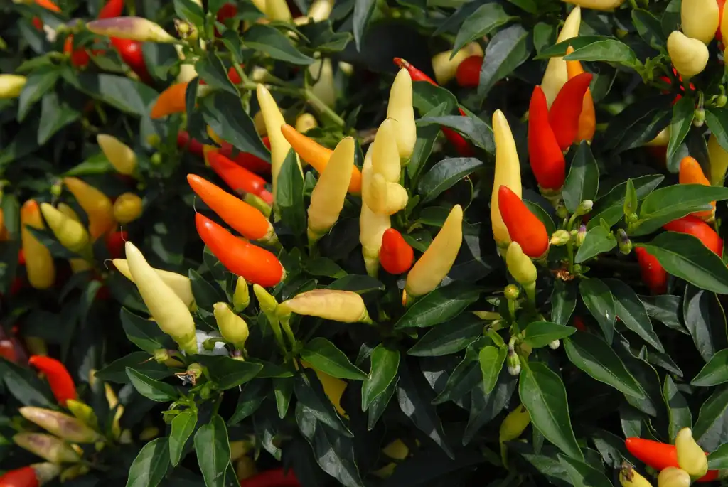Photo of Capsicum annuum - 'Basket of Fire' Fruit and Leaves:Jim Robbins