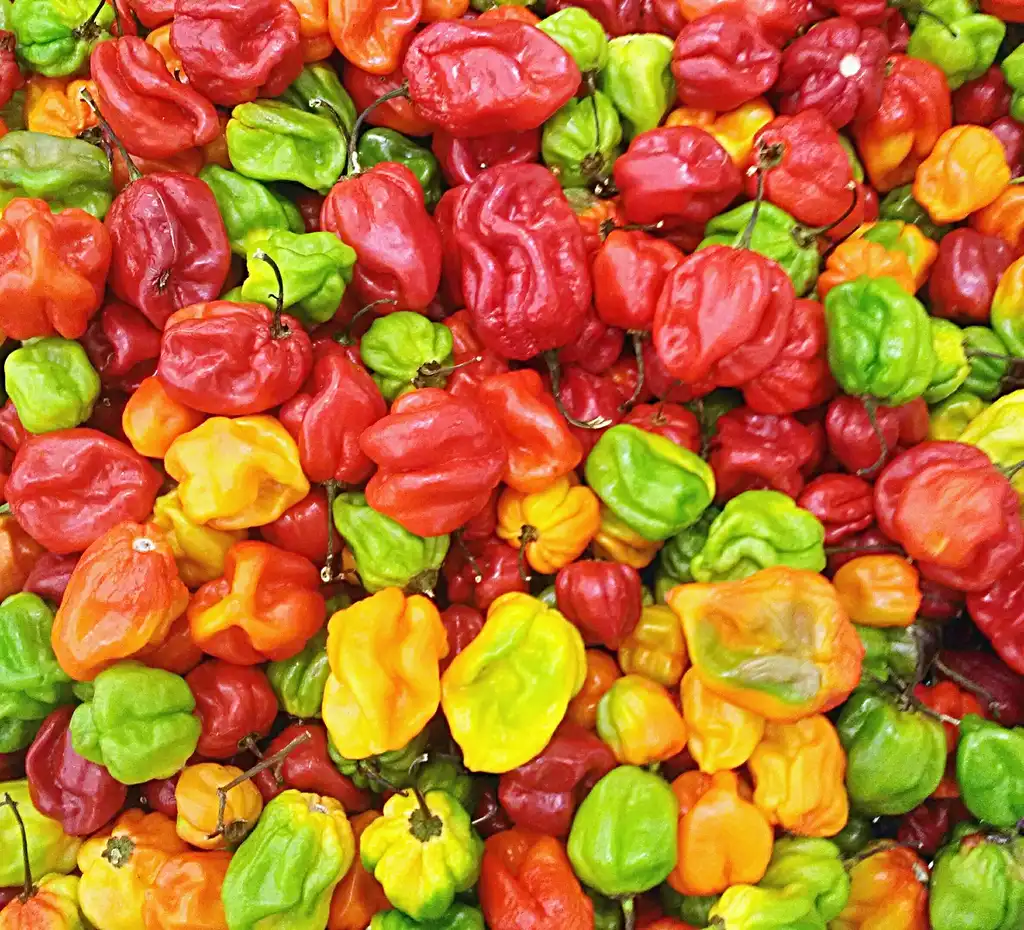 Фото Capsicum chinense (Capsicum chinenses)
