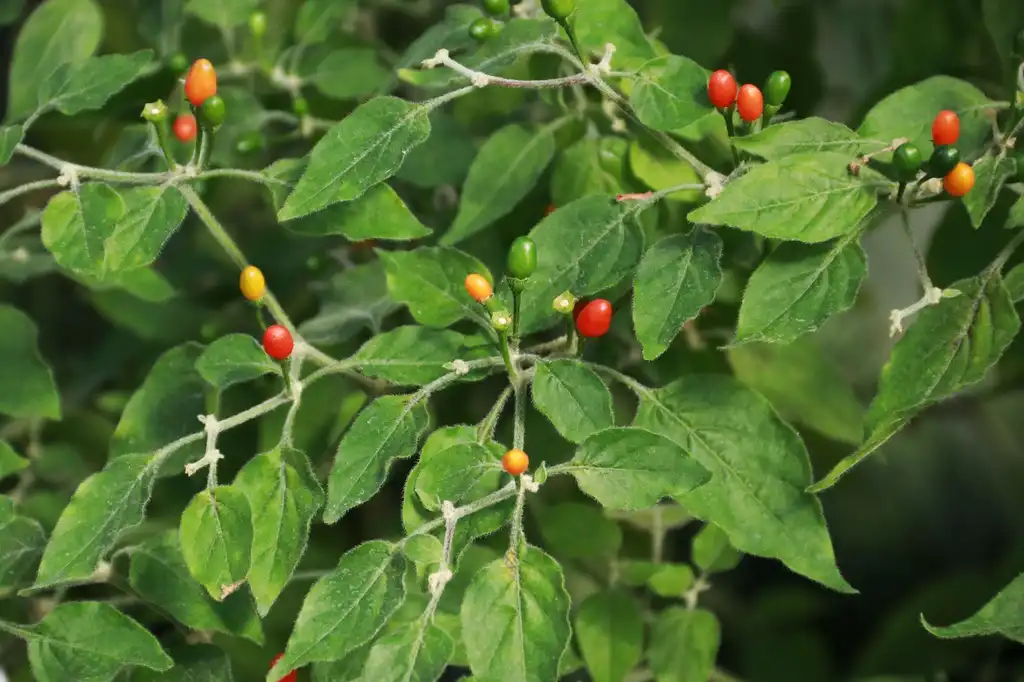 Foto de Capsicum (Capsicums)
