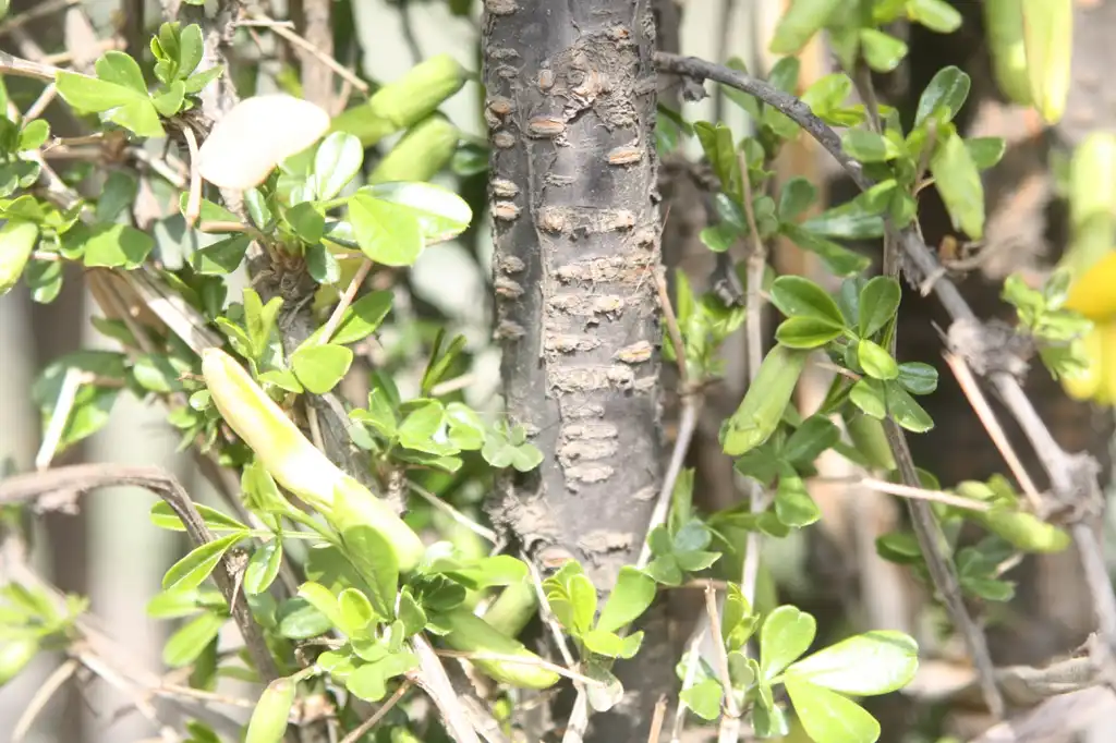 Foto de Caragana sinica (Caragana sinicas)