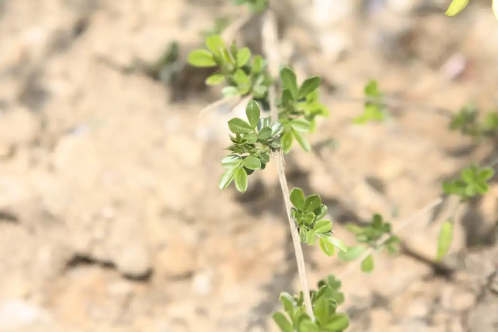 Foto de Caragana sinica (Caragana sinicas)