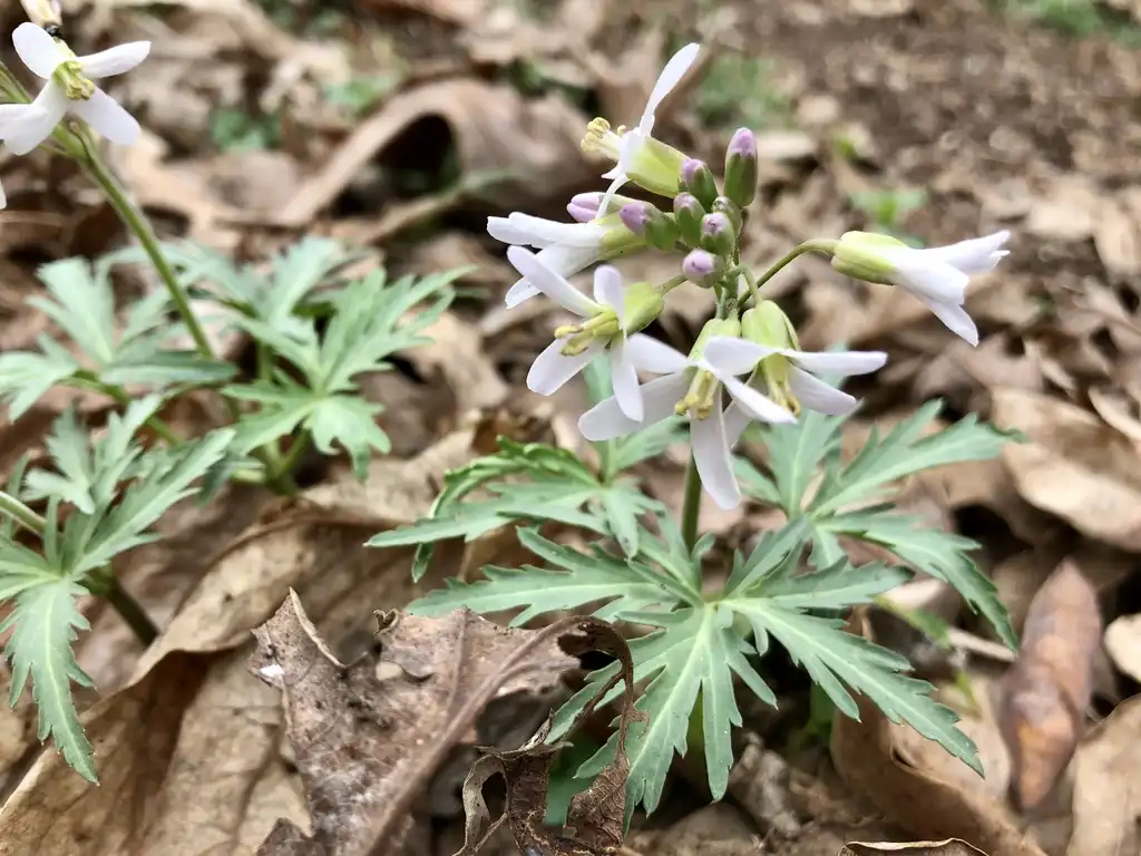 Фото Cardamine concatenata (Cardamine concatenatas)