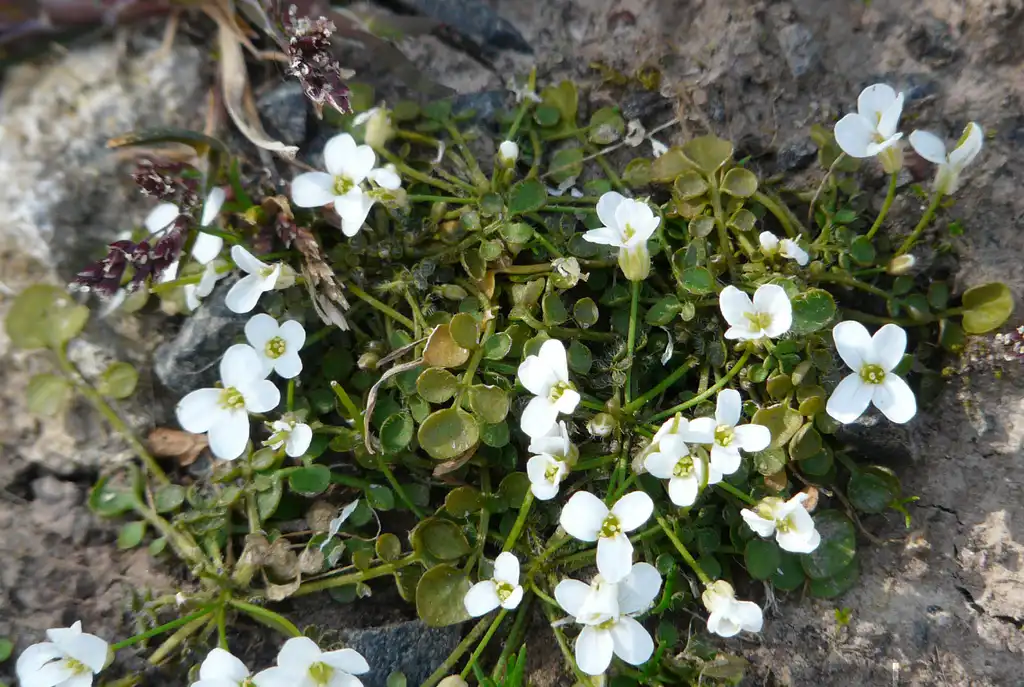 Фото Cardamine corymbosa (Cardamine corymbosas)