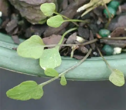 Фото Cardamine corymbosa (Cardamine corymbosas)