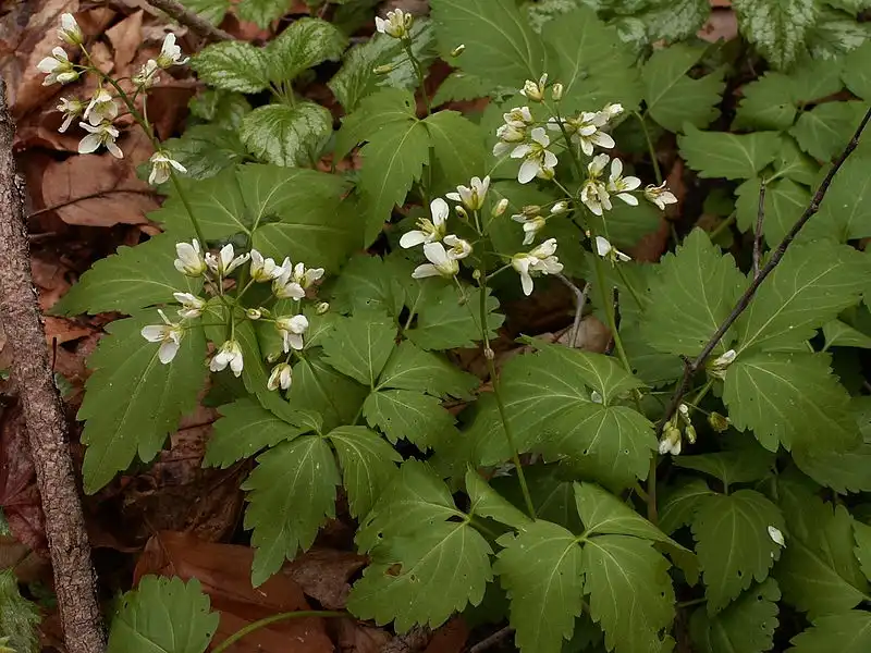 Foto de Cardamine diphylla (Cardamine diphyllas)
