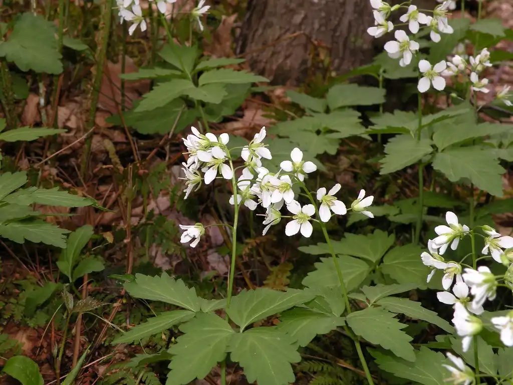 Foto de Cardamine diphylla (Cardamine diphyllas)