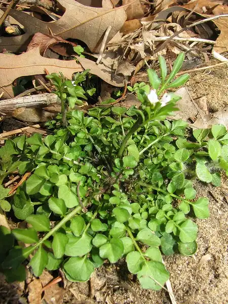 Фото Cardamine hirsuta (Cardamine hirsutas)