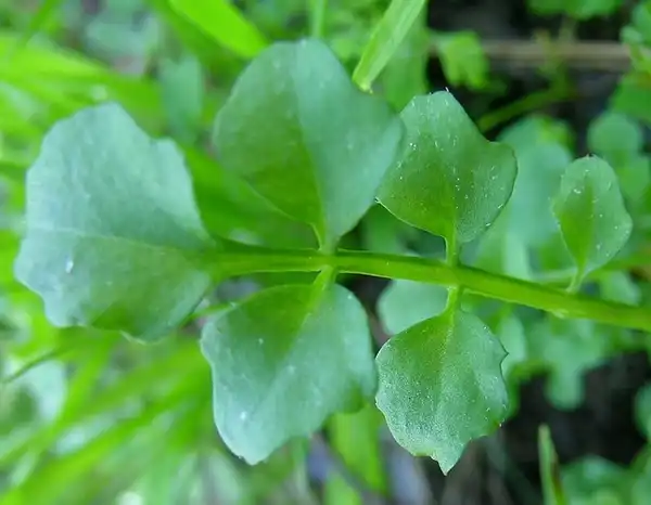Фото Cardamine hirsuta (Cardamine hirsutas)