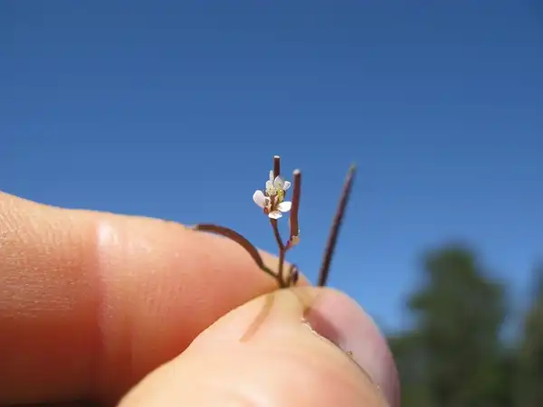 Фото Cardamine hirsuta - Flower:Harry Rose