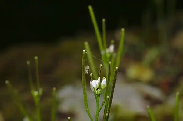 Фото Cardamine hirsuta - Spider living on seed pod:Stanze