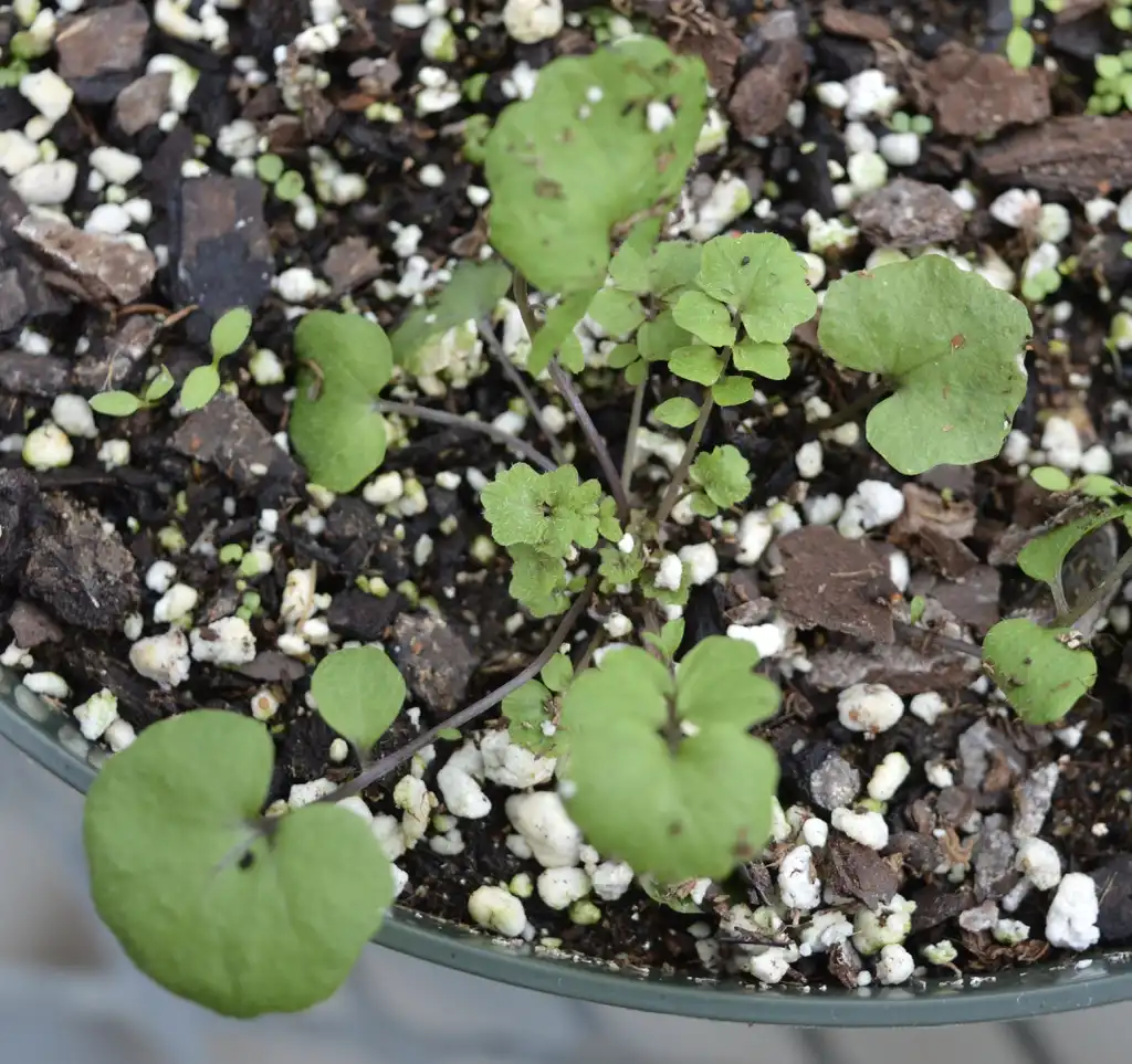 Фото Cardamine hirsuta - Plant:Calla Veazie