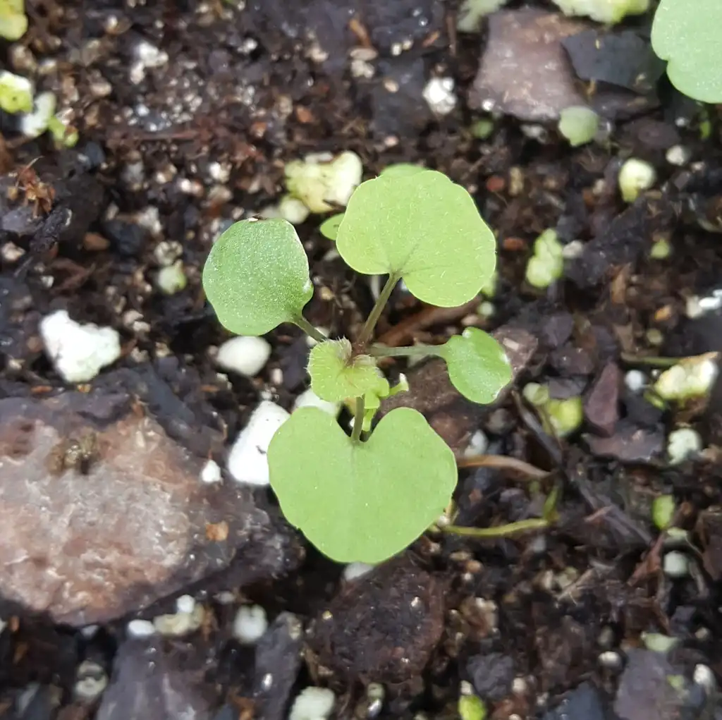 Фото Cardamine hirsuta - Seedling:Kira Sims
