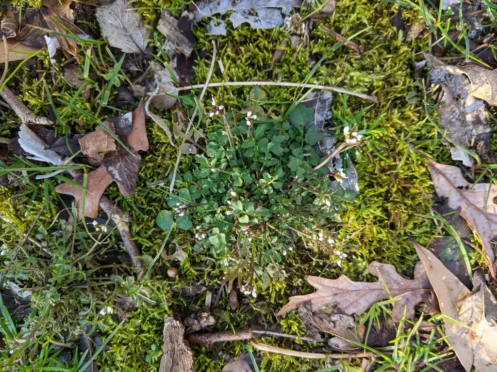 Фото Cardamine hirsuta - Form (Cabarrus County,NC)-Late Winter:Hope Duckworth