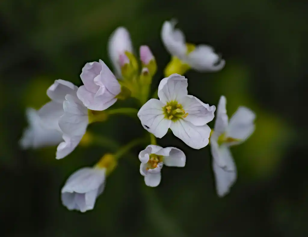 Photo of Cardamine (Cardamines)