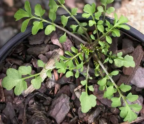 Photo of Cardamine (Cardamines)