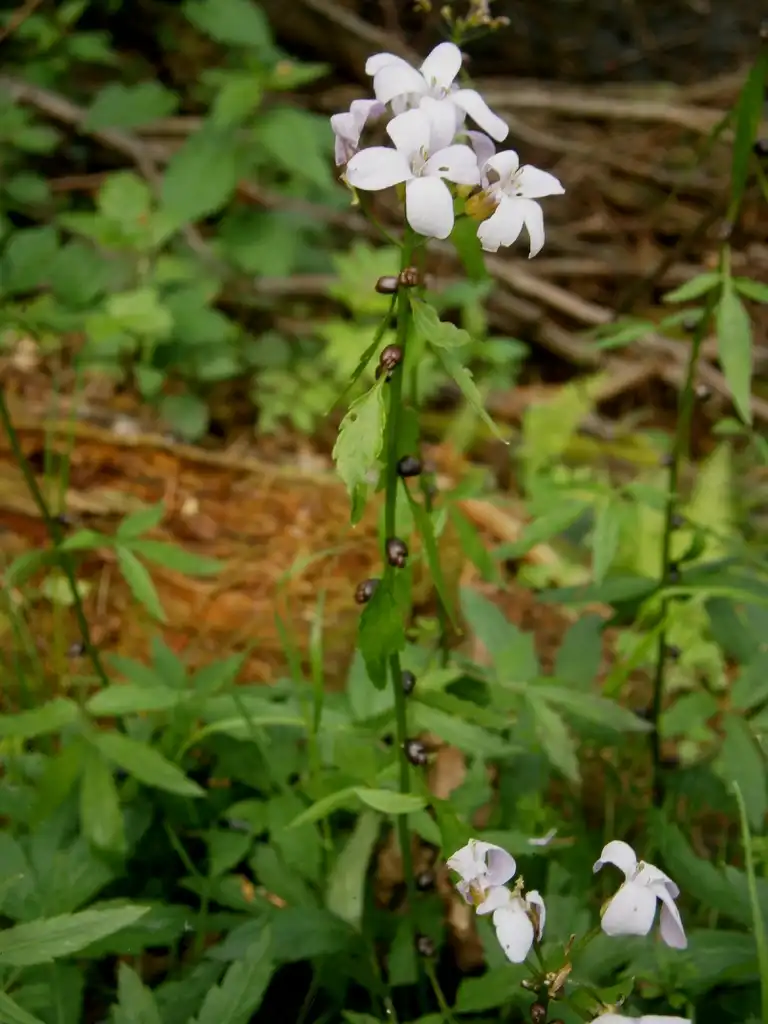 Photo of Cardamine - Cardamine bulbifera:Meneerke bloem