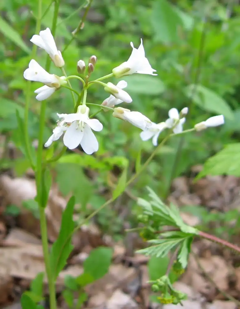 Photo of Cardamine - Cardamine bulbosa:Mason Brock (Masebrock)