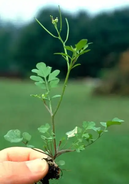 Photo of Cardamine - Habit:J. Neal