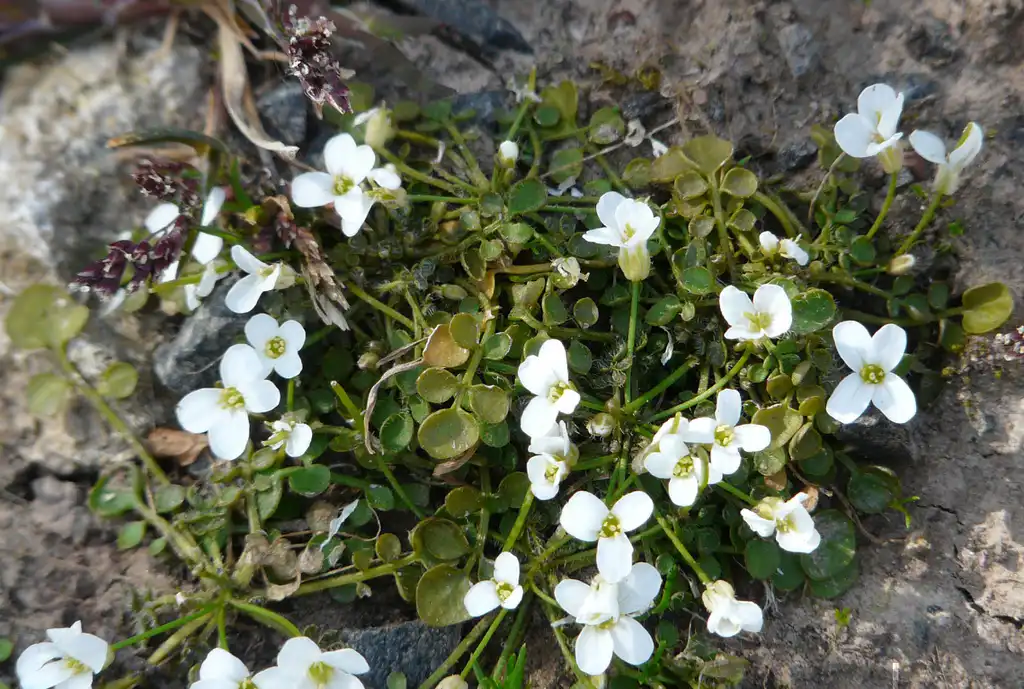 Photo of Cardamine - Cardamine corymbosa form and flowers:Bernd Sauerwein