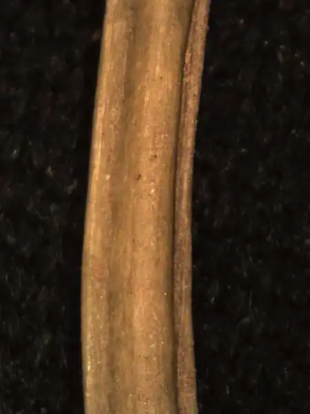 Photo of Cardamine - Stem:Alexander Krings