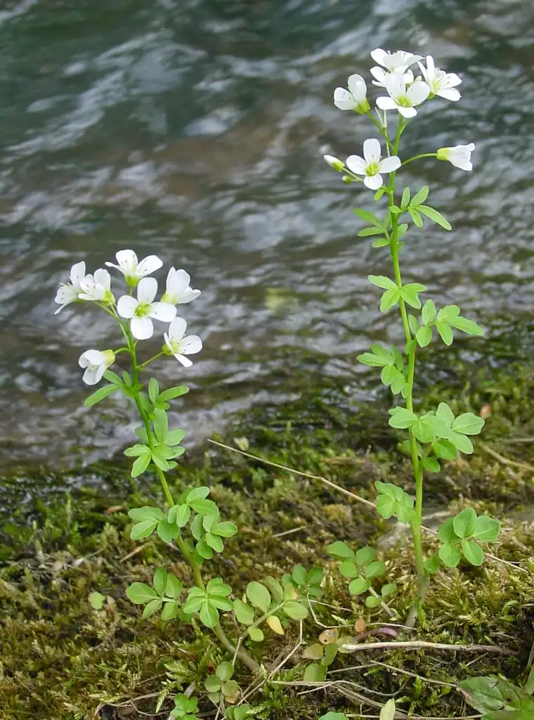 Photo of Cardamine - Cardamine amara form:Leo Michels