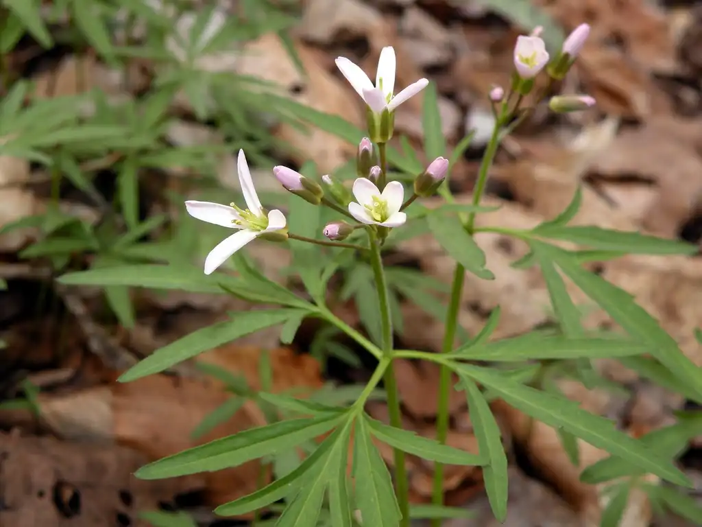 Photo of Cardamine - Cardamine concatenata leaves and flowers:Doug McGrady