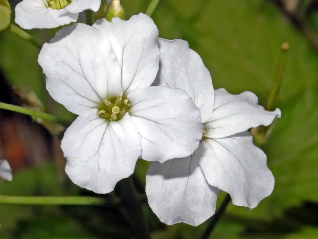 Photo of Cardamine - Cardamine heptaphylla flowers:Hectonichus